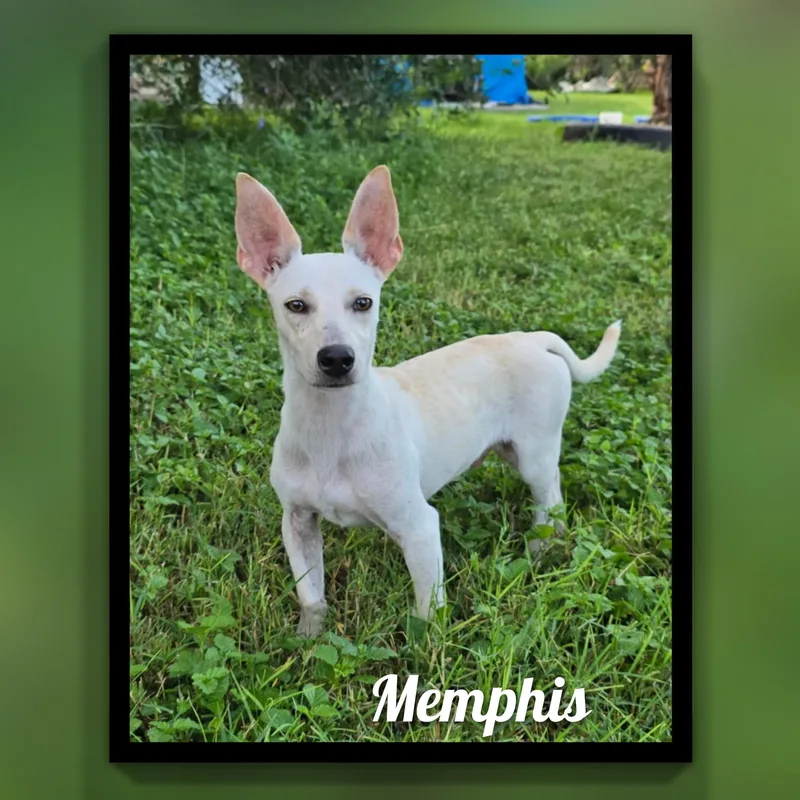 Memphis thumbnail 4