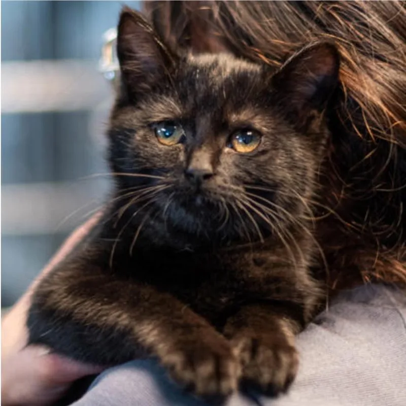 A baby small-sized female Black Domestic Short Hair cat named Rosita for adoption in Sioux Falls, SD