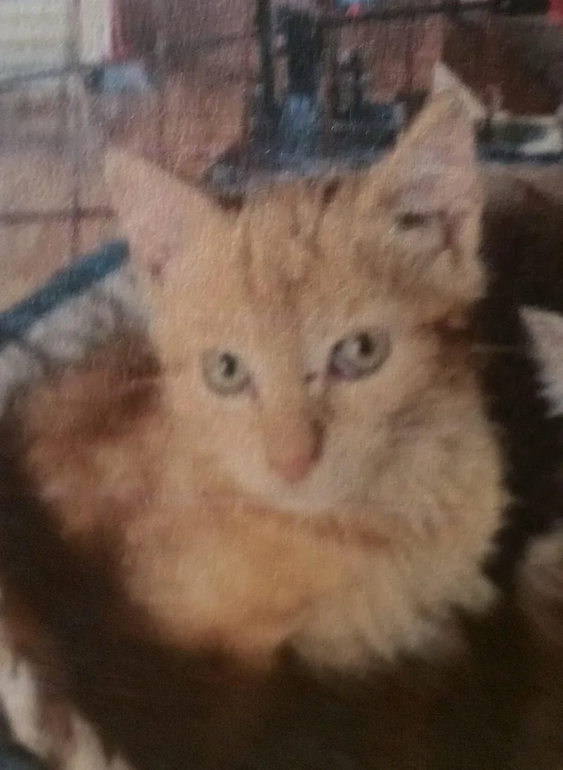 Gingi