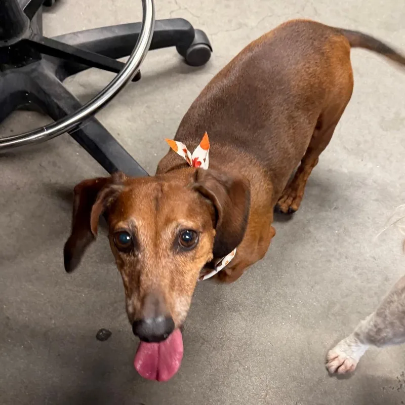 A senior small-sized male Brown / Chocolate Dachshund dog named Beau for adoption in Tampa, FL