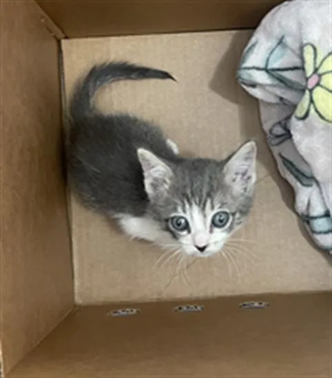 A baby medium-sized female Domestic Short Hair cat named Eclair for adoption in Dallas, TX