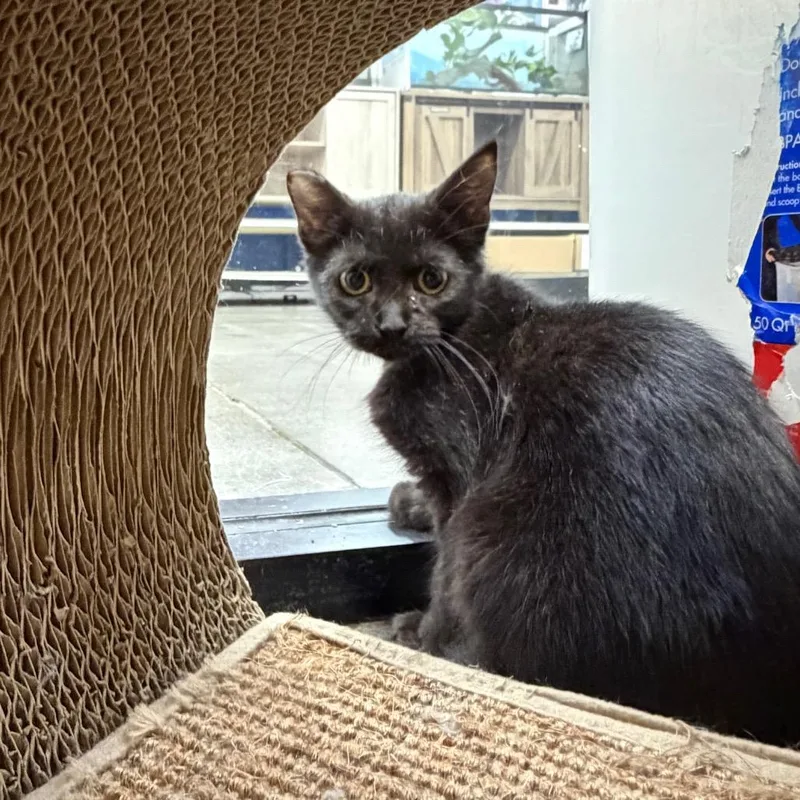 A baby small-sized male Black Domestic Short Hair cat named Lime for adoption in Hamburg, NY
