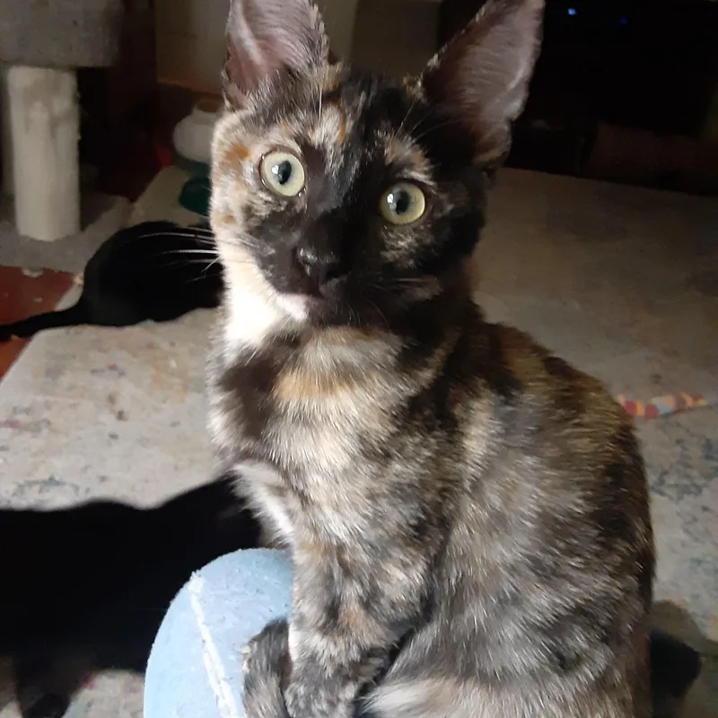 A young medium-sized female Tortoiseshell Domestic Short Hair cat named Aurora for adoption in Antioch, CA