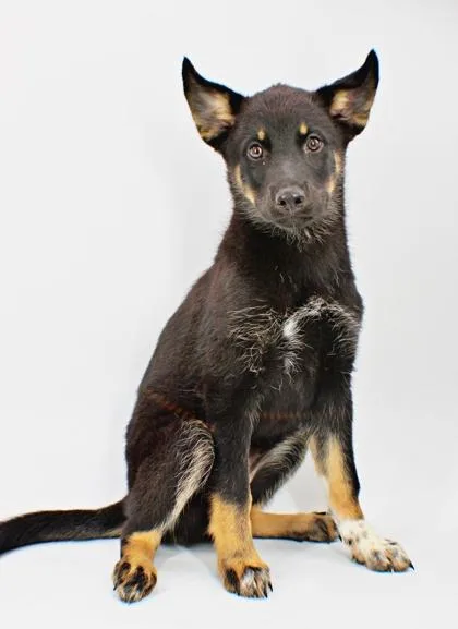 A baby large-sized female Siberian Husky dog named Flower for adoption in Morton Grove, IL