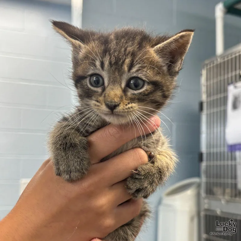 A baby medium-sized male Domestic Short Hair cat named Pete for adoption in Washington, DC