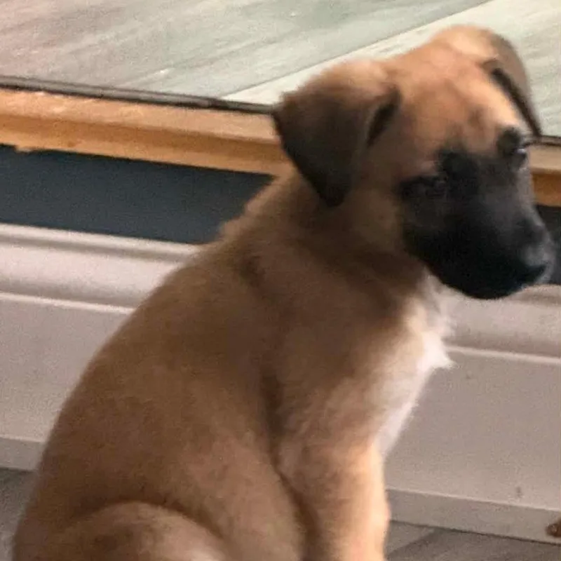 A baby medium-sized female Yellow / Tan / Blond / Fawn Sheep Dog dog named Eleanor for adoption in Farmersville, OH