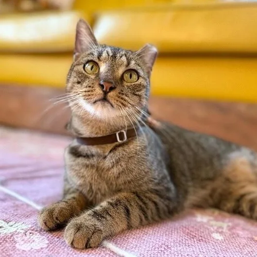 An adult medium-sized female Tabby (Brown / Chocolate) Tabby cat named Berlin The Dog Loving for adoption in Friendswood, TX