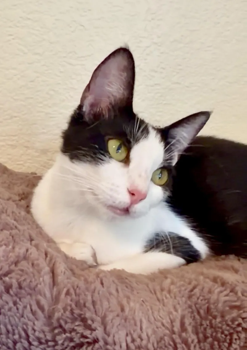 A young small-sized female Black & White / Tuxedo Domestic Short Hair cat named Lulu for adoption in San Rafael, CA