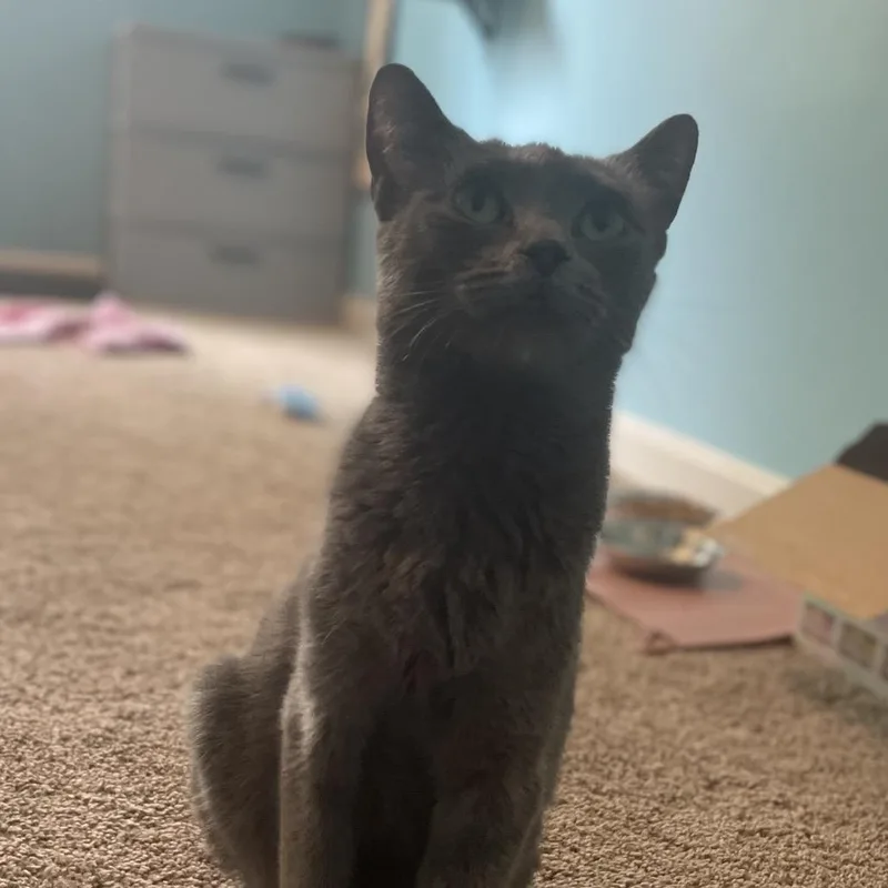 A young medium-sized female Gray / Blue / Silver Domestic Short Hair cat named Shelly for adoption in Fairfax Station, VA