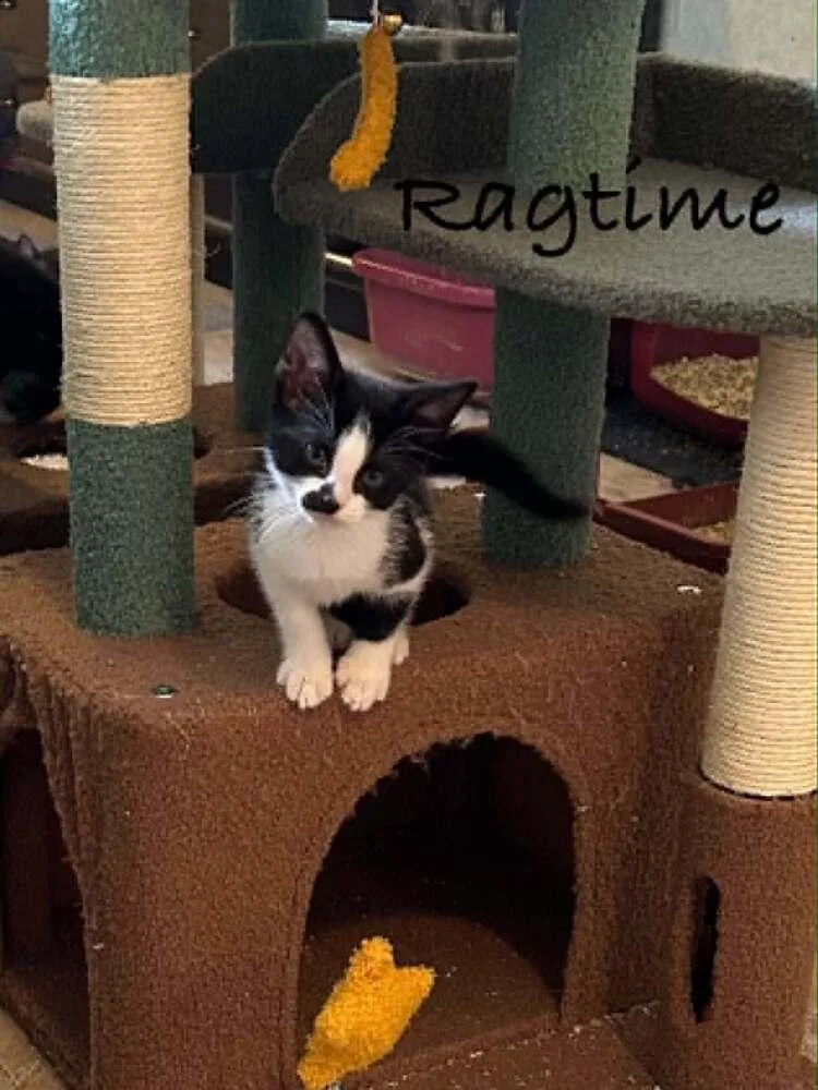 A baby small-sized female Domestic Short Hair cat named Ragtime for adoption in Groveland, MA