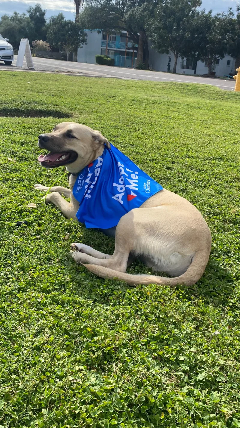 Dune Buggy thumbnail 2