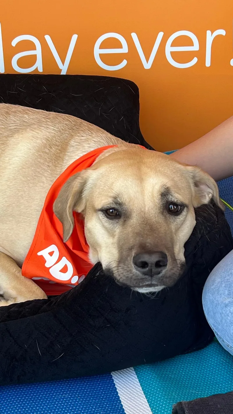 Dune Buggy thumbnail 3