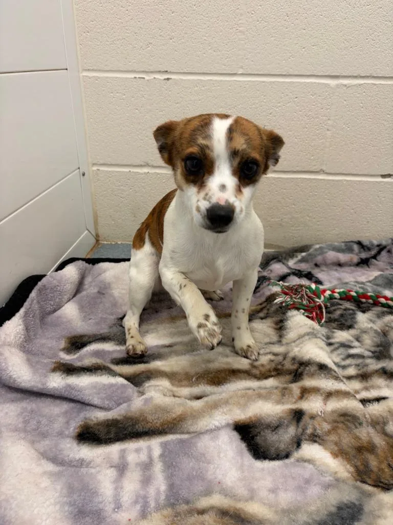 A young medium-sized male Fox Terrier dog named Dewey for adoption in Portland, IN