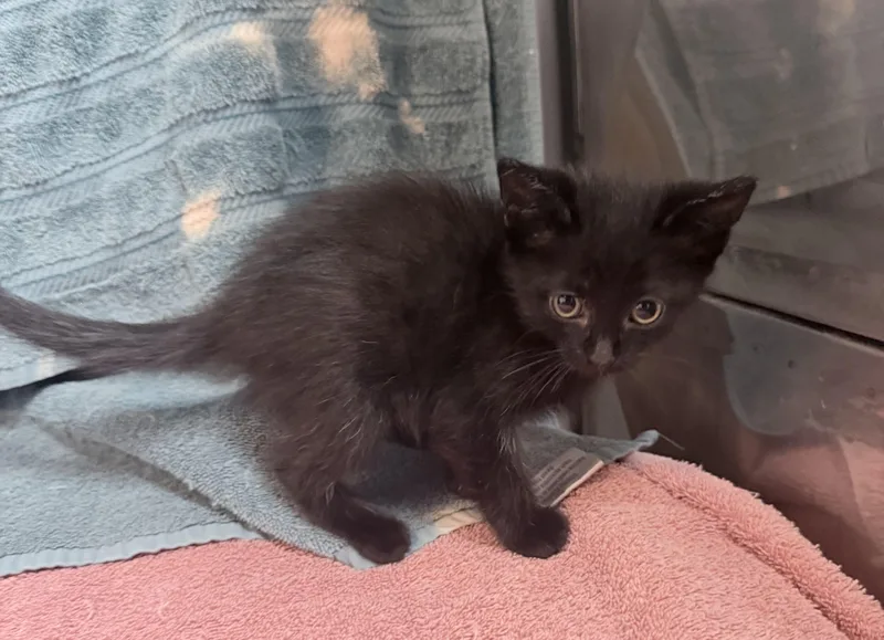 A baby medium-sized female Domestic Short Hair cat named Zelda for adoption in Elizabethtown, NC