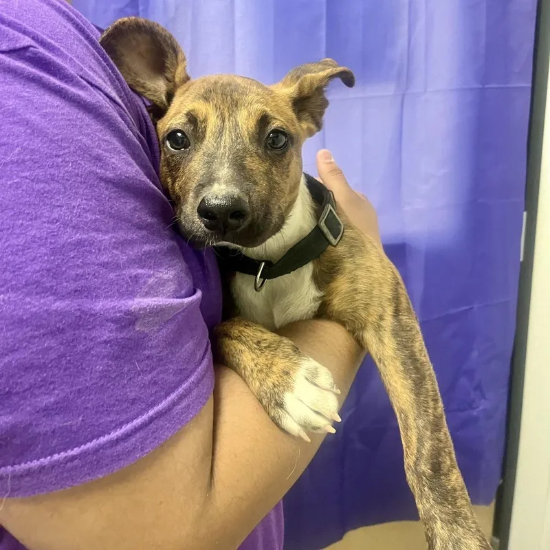 A baby large-sized female Pit Bull Terrier dog named Lemon Drop for adoption in Bullhead City, AZ