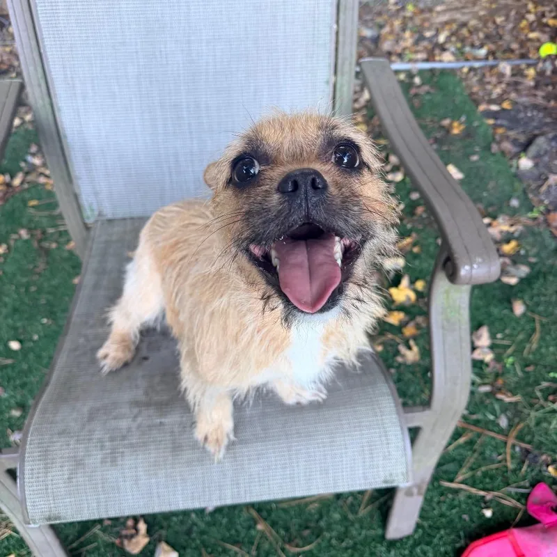 A young small-sized female Brussels Griffon dog named Cee Cee for adoption in Newark, NJ