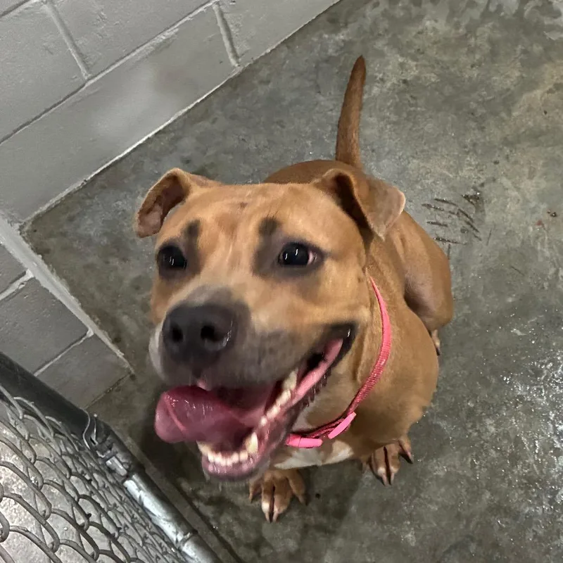 An adult medium-sized female Pit Bull Terrier dog named Jodi for adoption in Richmond Hill, GA