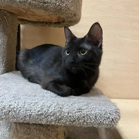 A baby medium-sized female Black Domestic Short Hair cat named Whitney for adoption in Barrington Hills, IL