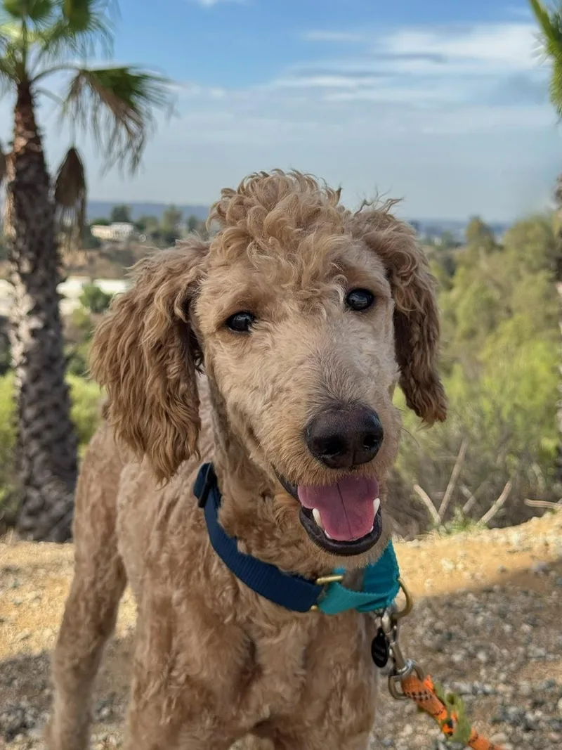 A young medium-sized male Standard Poodle dog named Ducky for adoption in Burbank, CA