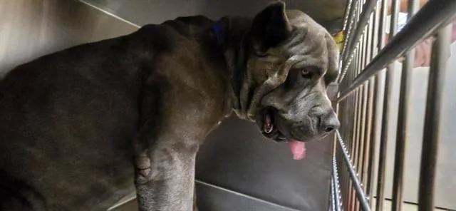 An adult large-sized male Cane Corso dog named Button for adoption in Riverside, CA