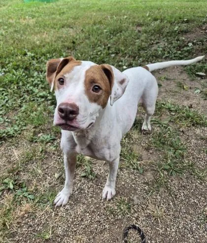 An adult medium-sized male Brown / Chocolate Pit Bull Terrier dog named Willis for adoption in Lafayette, IN