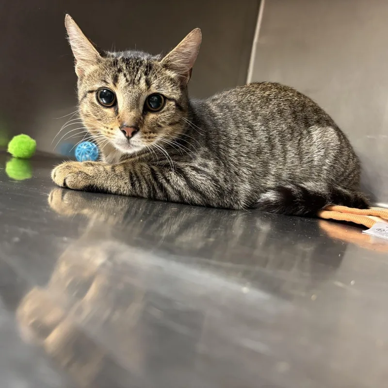 A young medium-sized male Tabby (Tiger Striped) Domestic Short Hair cat named Cipher for adoption in Triadelphia, WV