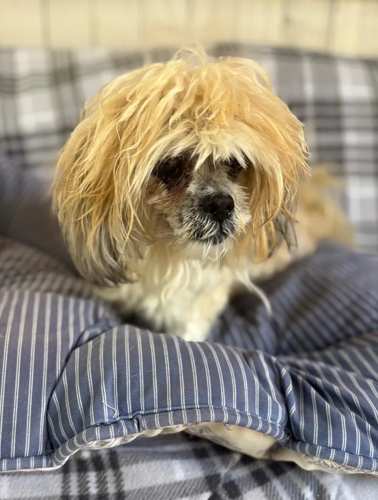 Ms. Lady