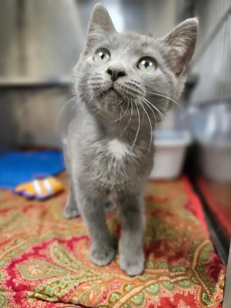 A baby medium-sized male Domestic Short Hair cat named Milo for adoption in Pomona, NY
