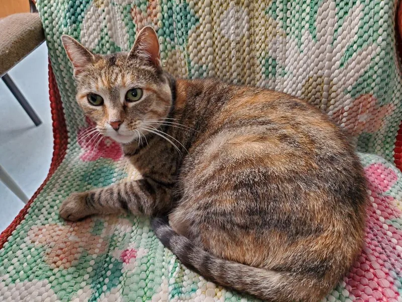 An adult medium-sized female Domestic Short Hair cat named Lucky Lou for adoption in Philippi, WV