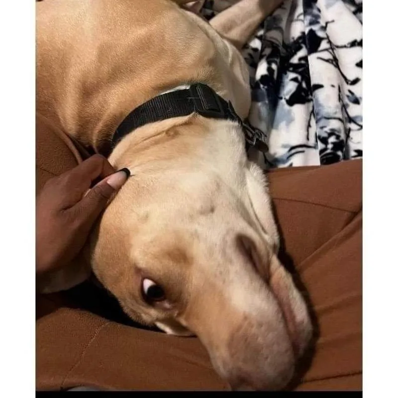 Dahlia A thumbnail 2