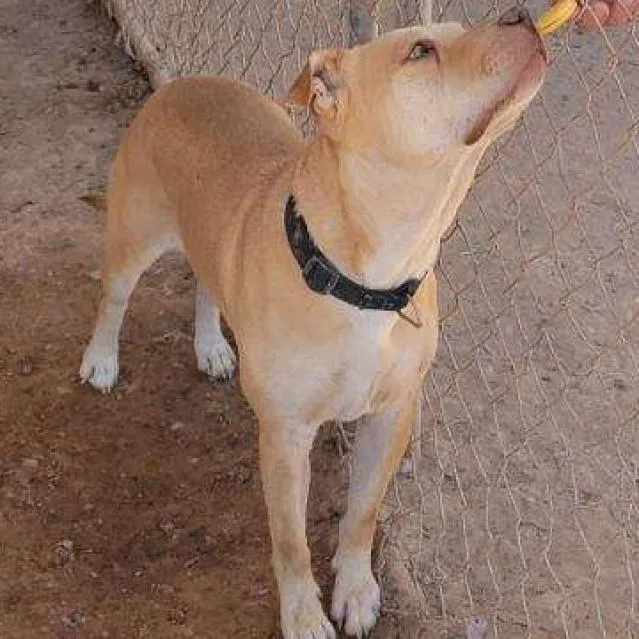 Dahlia A thumbnail 3