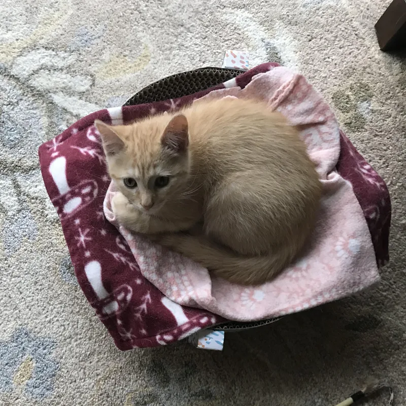 Cappuccino thumbnail 2