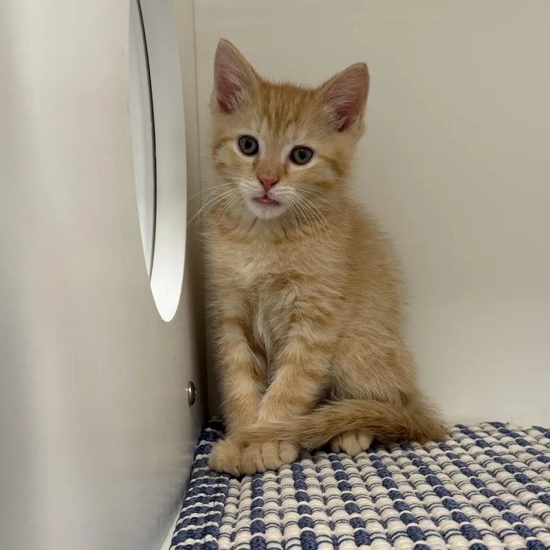 Cappuccino thumbnail 3