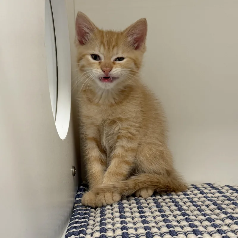 Cappuccino thumbnail 4