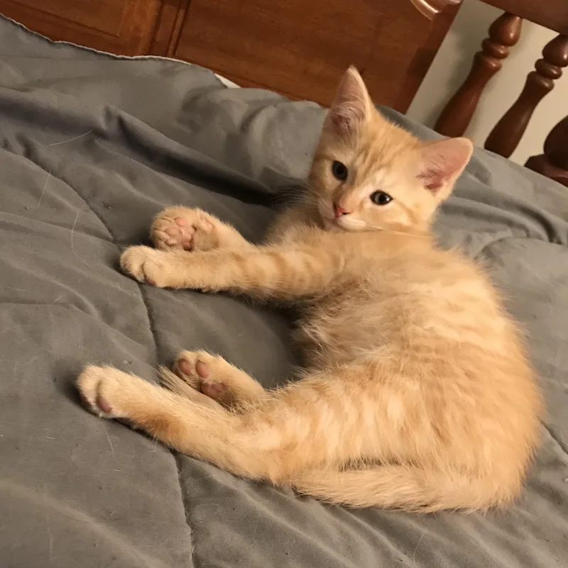 Cappuccino thumbnail 5