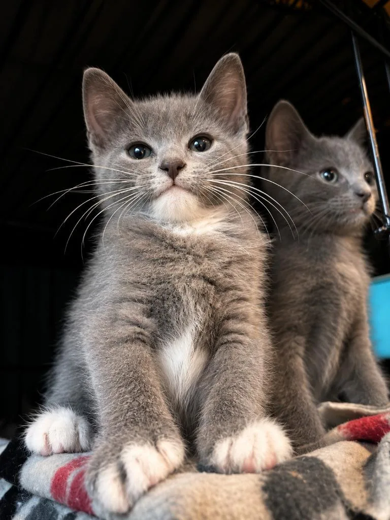 A baby medium-sized male Domestic Short Hair cat named HipHop for adoption in Parkville, MD