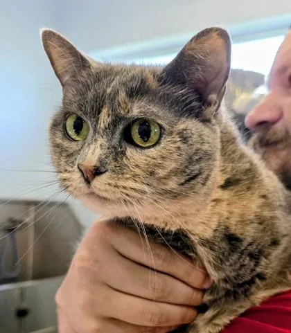 An adult small-sized female Domestic Short Hair cat named Philly for adoption in Beatrice, NE