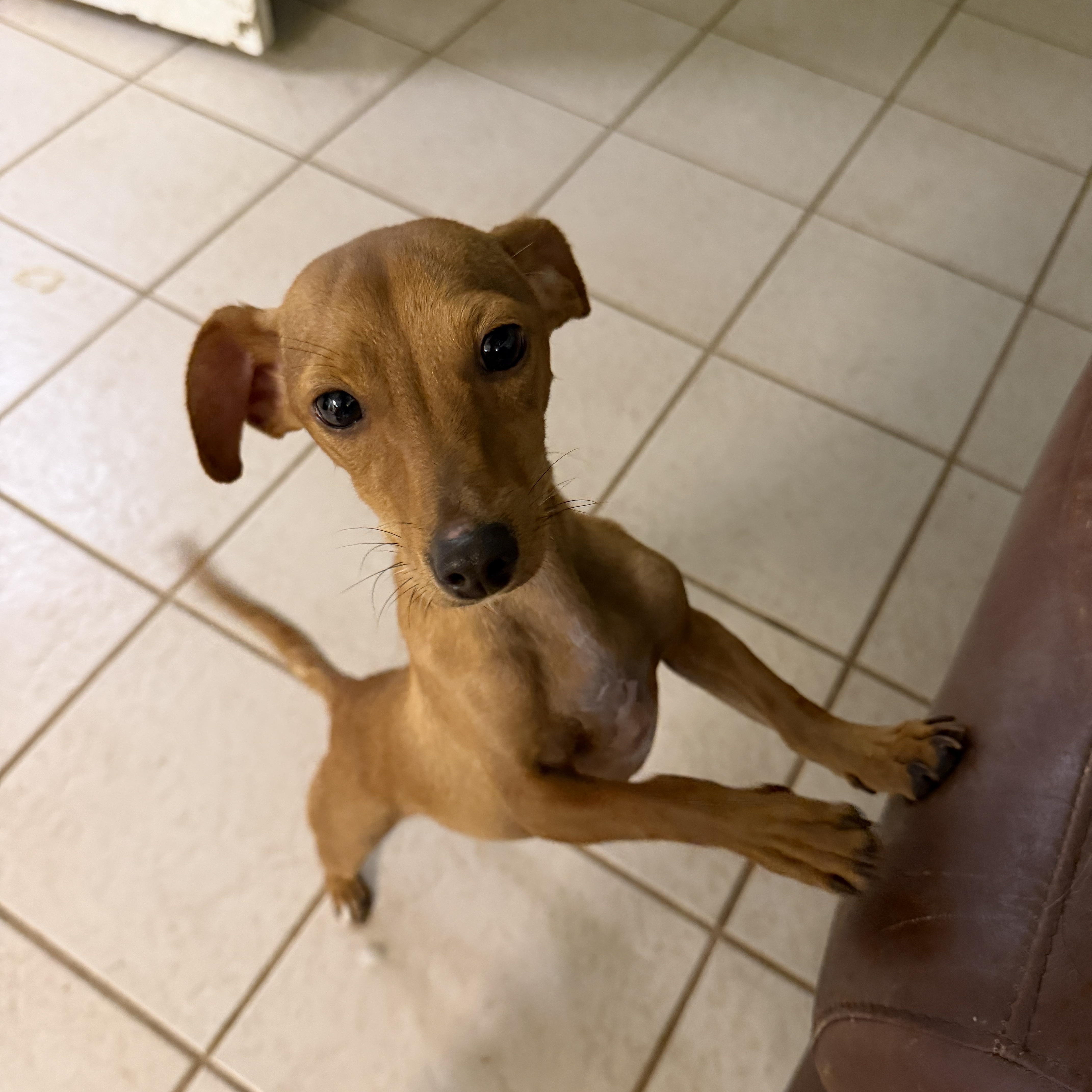 Sammy