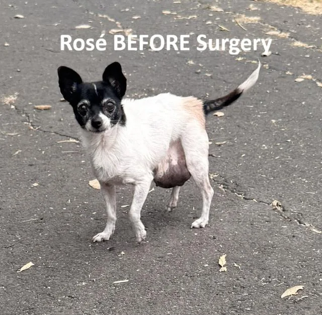 An adult small-sized female Chihuahua dog named Rosé for adoption in Santa Rosa, CA