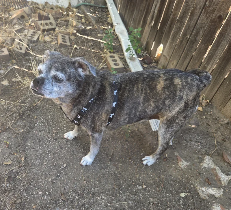 Gracie in CO