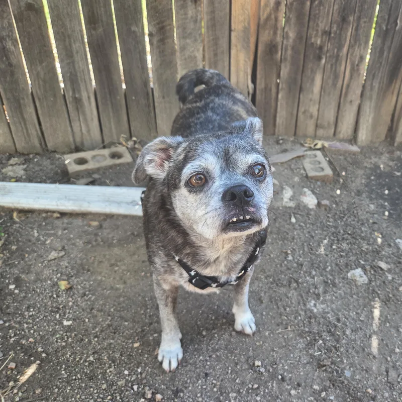 Gracie in CO thumbnail 2