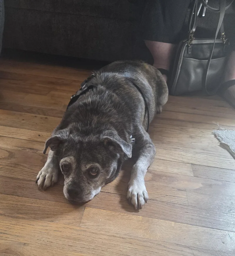 Gracie in CO thumbnail 3