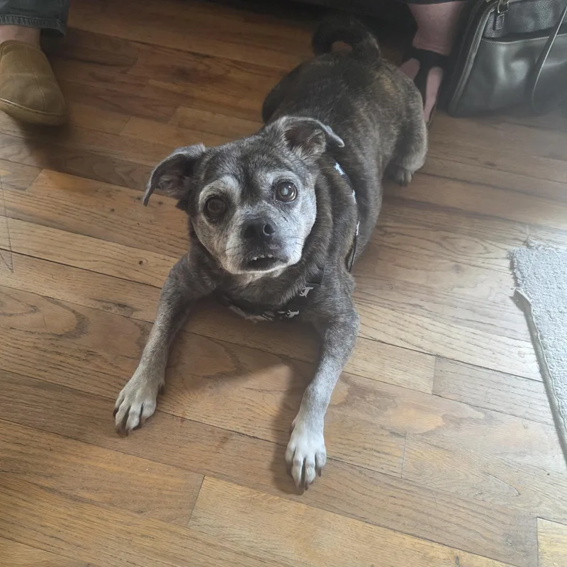 Gracie in CO thumbnail 4