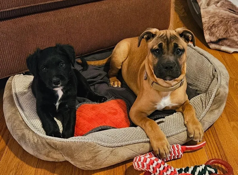 Charlotte Cutiepie  Local thumbnail 2