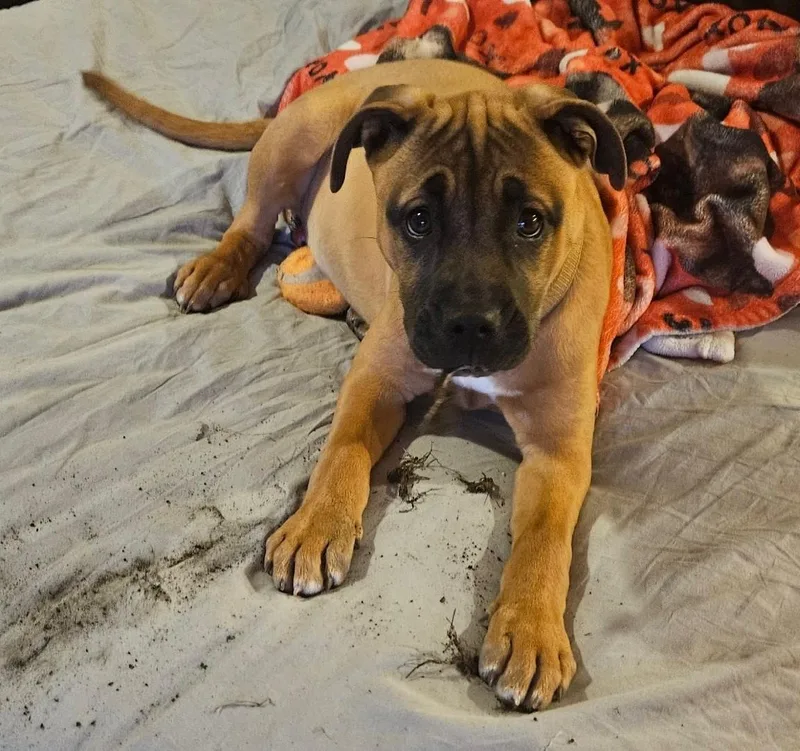 Charlotte Cutiepie  Local thumbnail 4