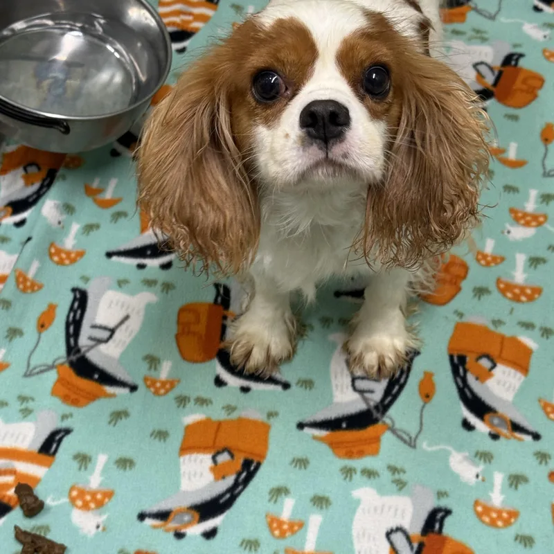 An adult small-sized male Cavalier King Charles Spaniel dog named Henderson for adoption in Hartland, WI