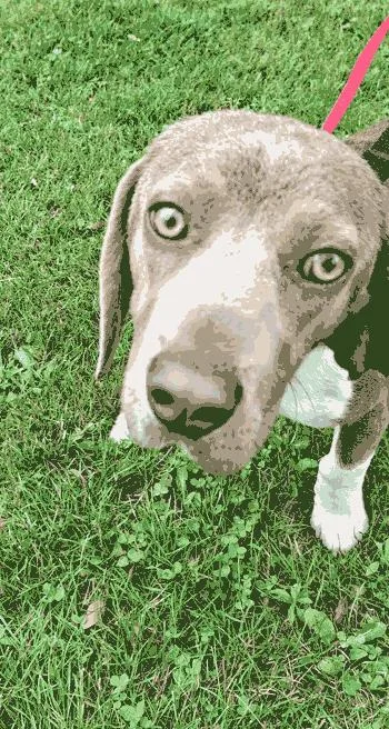 An adult small-sized male Beagle dog named Sport for adoption in West Decatur, PA