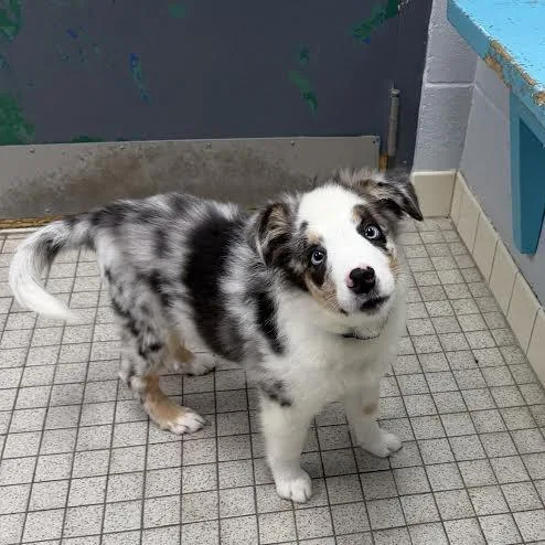 A baby small-sized male Australian Shepherd dog named Lure for adoption in Camden, DE