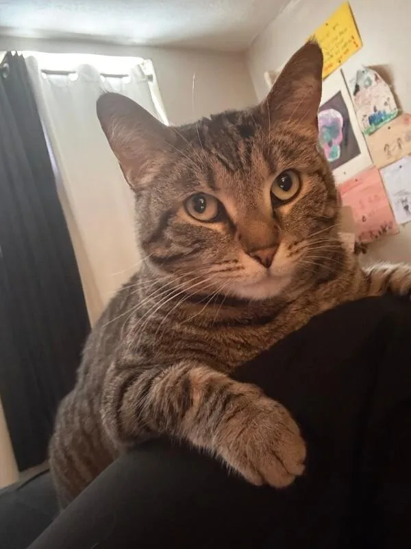 An adult small-sized female Tabby (Buff / Tan / Fawn) Domestic Short Hair cat named Stonie for adoption in Cincinnati, OH