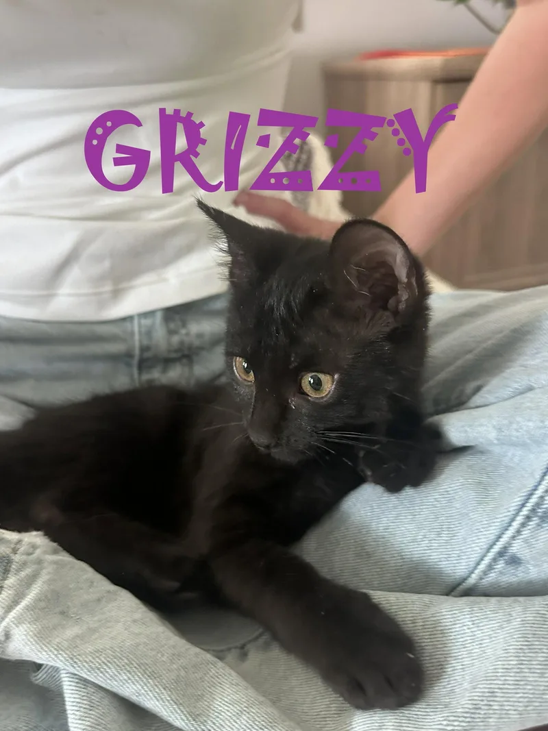 A baby small-sized female Black American Shorthair cat named Grizzie for adoption in Walnut Creek, CA